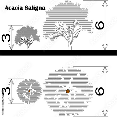 Vector sketch of plant and tree design illustration with size scale