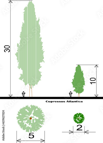 Vector sketch of plant and tree design illustration with size scale