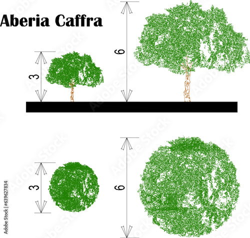 Sketch vector illustration of plant and tree type name design with size scale