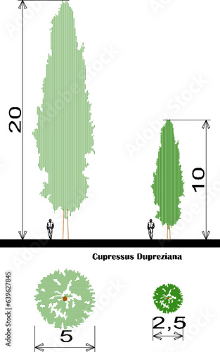 Vector sketch of plant and tree design illustration with size scale