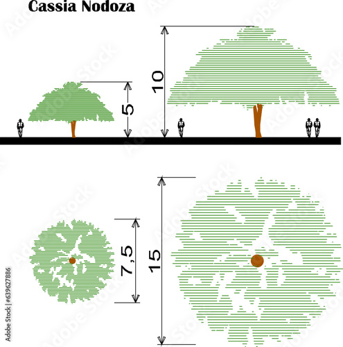 Vector sketch of plant and tree design illustration with size scale