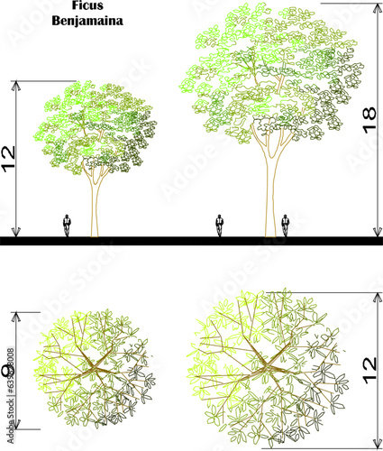 Vector sketch illustration of detailed floor plan and view of tree and plant species and scale of sizes