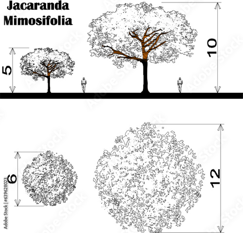 Vector sketch illustration of detailed floor plan and view of tree and plant species and scale of sizes