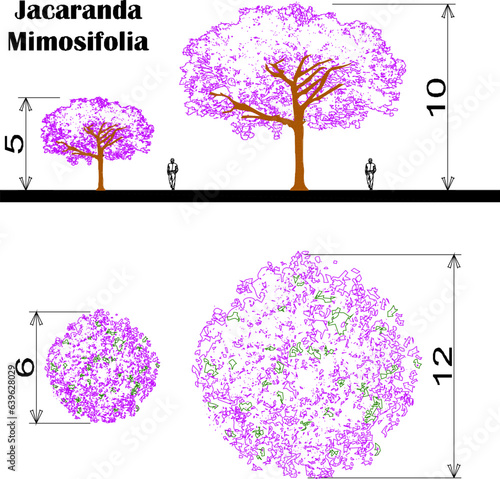 Vector sketch illustration of detailed floor plan and view of tree and plant species and scale of sizes