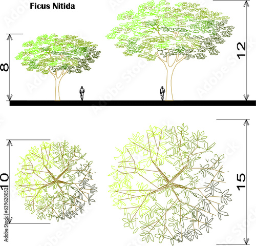 Vector sketch illustration of detailed floor plan and view of tree and plant species and scale of sizes
