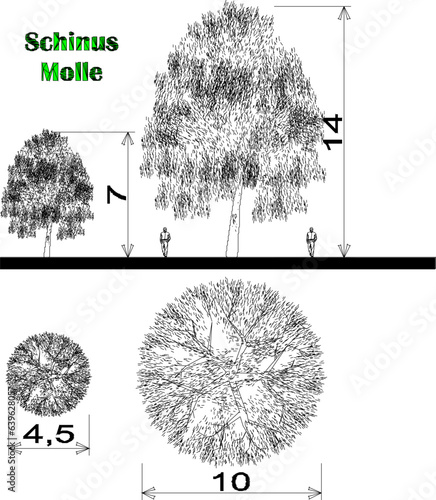 Vector sketch illustration of detailed floor plan and view of tree and plant species and scale of sizes