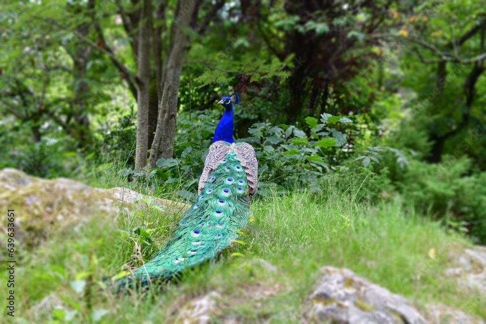 Obraz premium Peacock in Forest