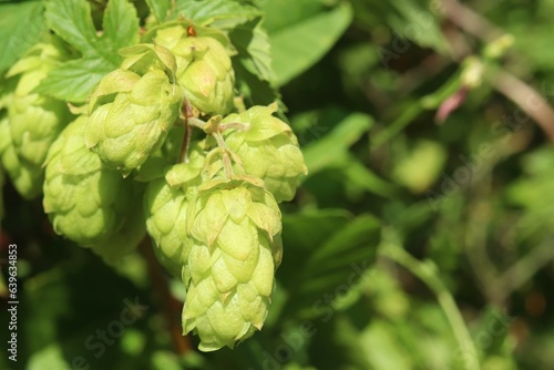 Fresh hop cones, Humulus lupulus