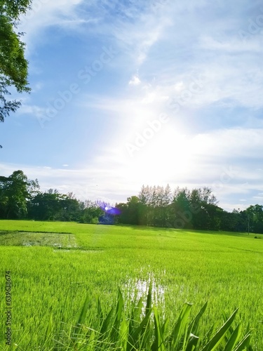 Natural outdoor green Scenery and green field