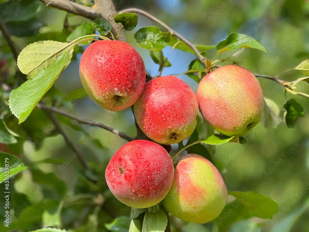 Apple fruits tree in garden, the most delicious fresh apple taste . Apple fruits tree in garden, the most delicious fresh apple taste .