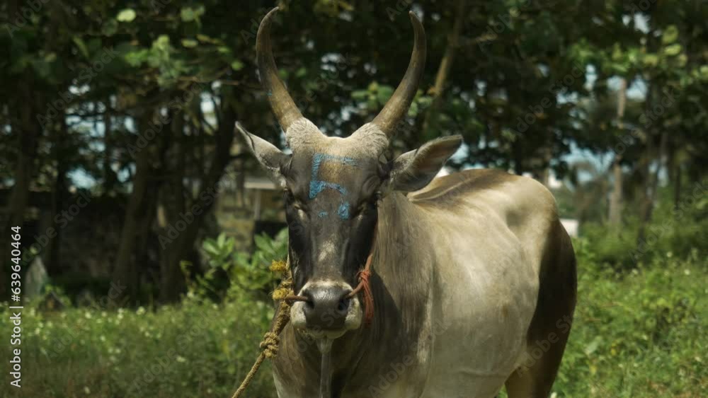 Indian domestic cow looks at the camera. Video portrait of the sacred animal of India. Cinematic footage 4k. Indian domestic cow looks at the camera. Video portrait of the sacred animal of India. Cinematic footage 4k.