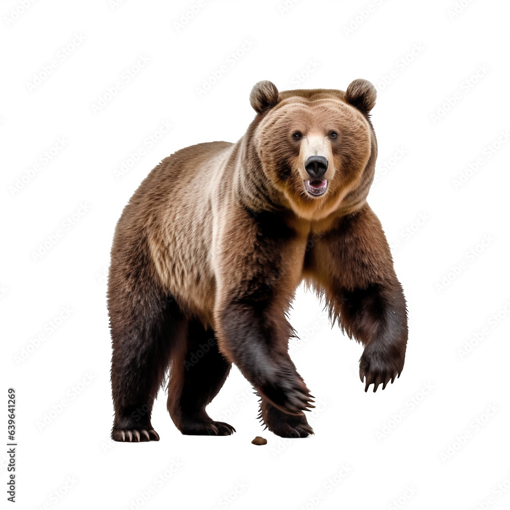 Obraz premium Ours brun avec transparence, sans background