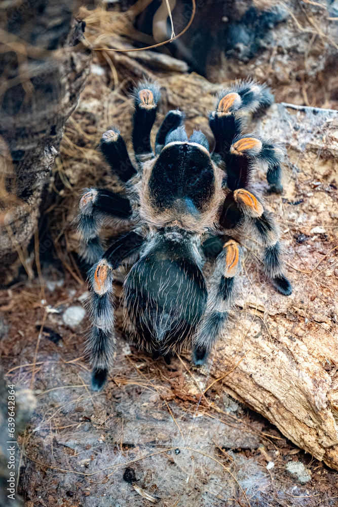 Spider Brachypelma Hamorii. Mexican Red Knee. Tarantula Smithi. Photos ...