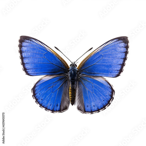 Papillon Argus bleu, Azuré commun, Azuré de la Bugrane ou Petit Bleu commun avec transparence, sans background © MATTHIEU