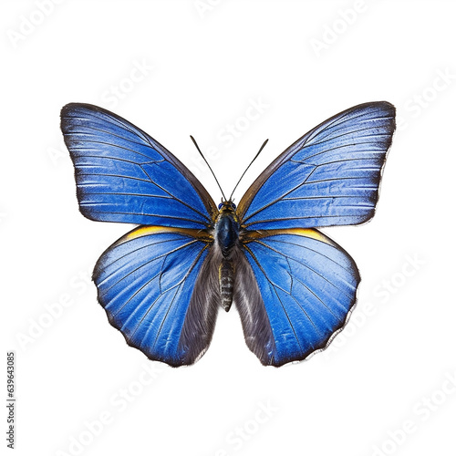 Papillon Argus bleu, Azuré commun, Azuré de la Bugrane ou Petit Bleu commun avec transparence, sans background