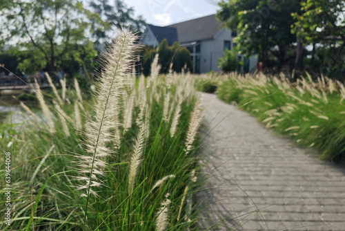 grass flower along footpath and blur modern restaurant building