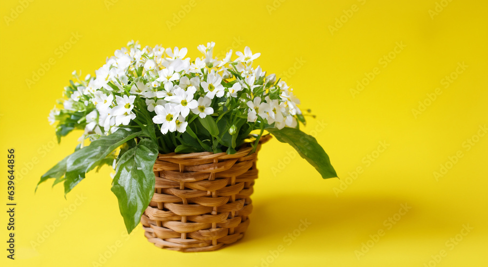 beautiful wooden vase with white flowers on yellow background