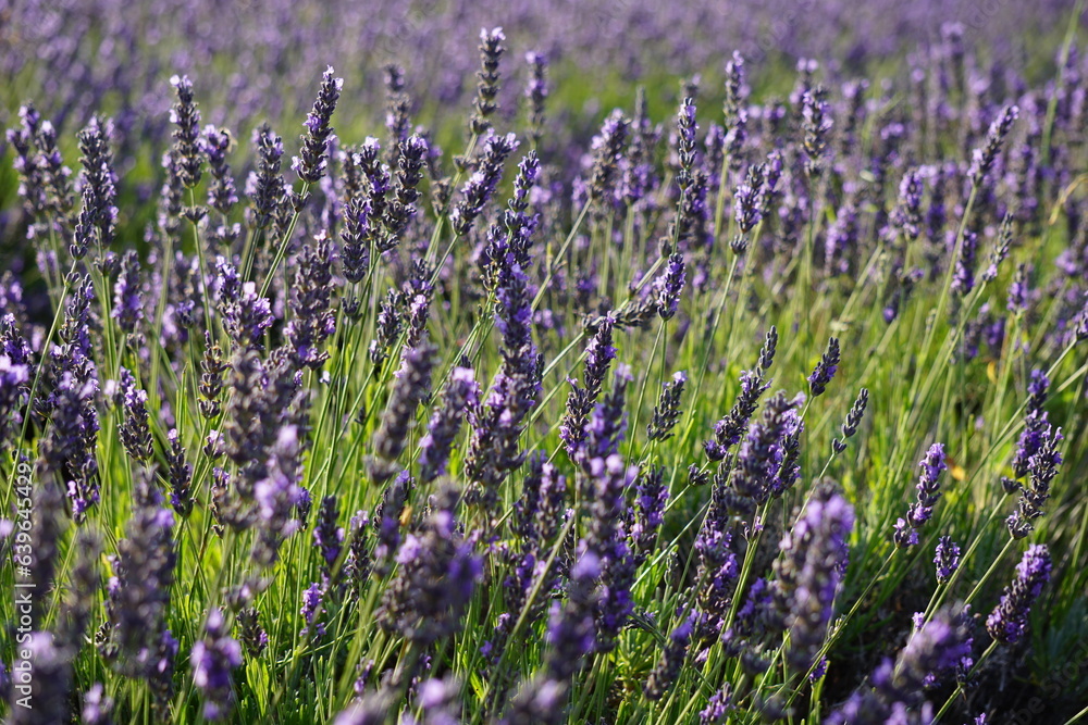 Naklejka premium The lavender fields in Brihuega close to Madrid