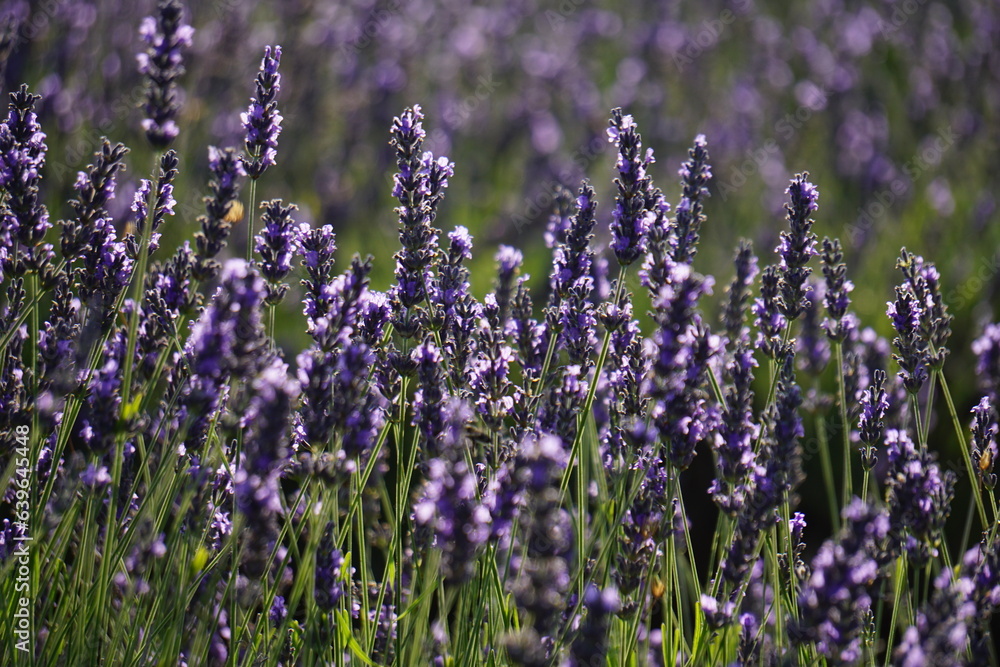 The lavender fields in Brihuega close to Madrid The lavender fields in Brihuega close to Madrid