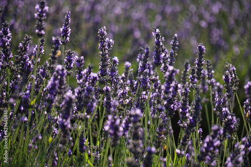 Fototapeta Naklejka Na Ścianę i Meble -  The lavender fields in Brihuega close to Madrid