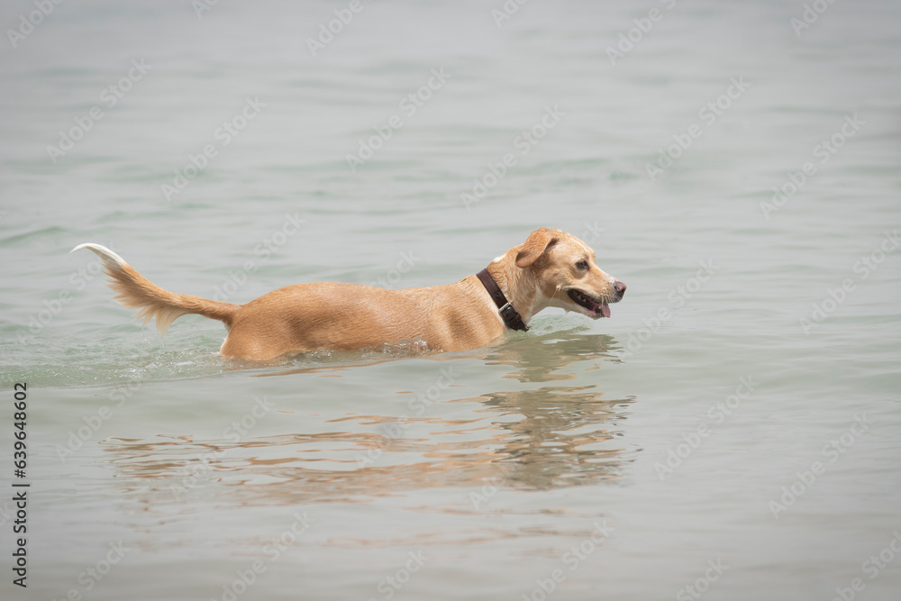 Adult female dog playing in the water