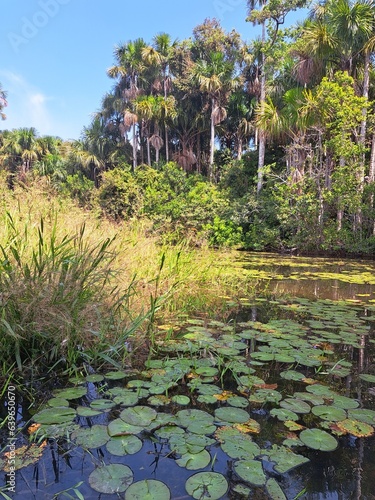 Water lilies in Sandoval lake in Perú