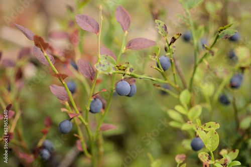 Quadro em tela Foraging in Finland - ripe bilberry fruit on bushes, late summer