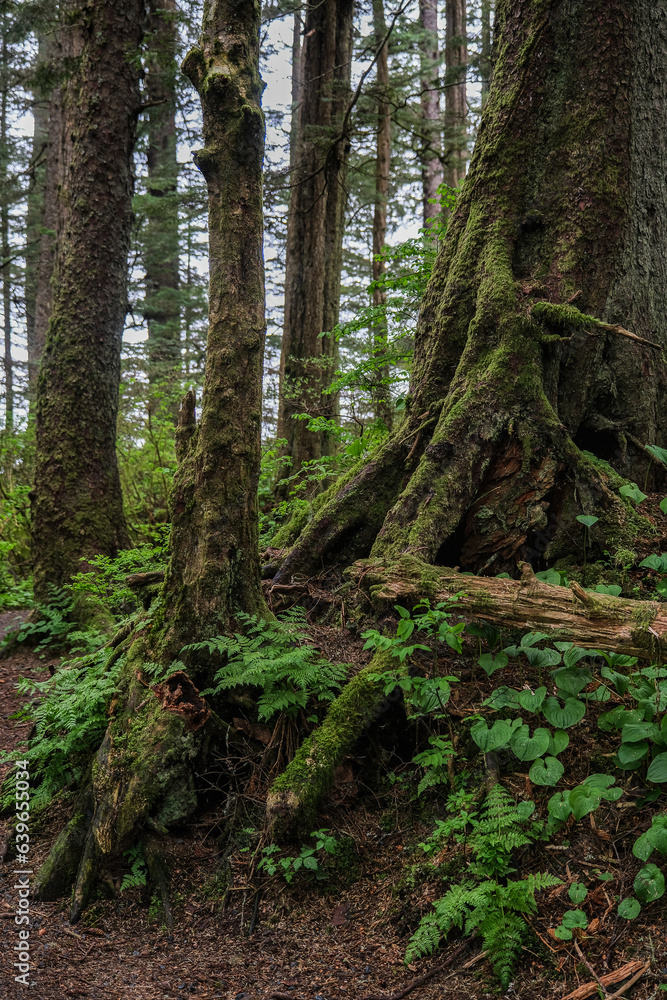 Lush woods rainforest jungle tree nature landscape scenery in Sitka Historical Park hiking trails with creeks, green bushes and vegetation in magic fairytale environment Baranof Island