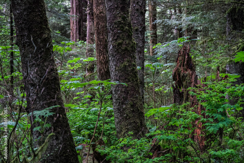 Lush woods rainforest jungle tree nature landscape scenery in Sitka Historical Park hiking trails with creeks, green bushes and vegetation in magic fairytale environment Baranof Island photo