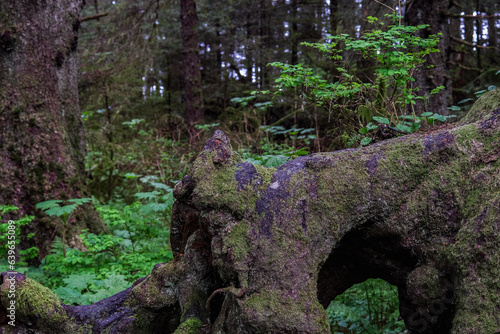 Lush woods rainforest jungle tree nature landscape scenery in Sitka Historical Park hiking trails with creeks, green bushes and vegetation in magic fairytale environment Baranof Island photo