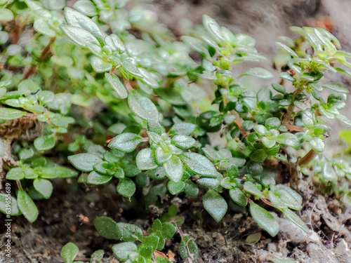 a plant