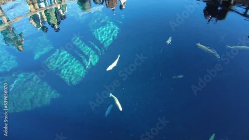 忍野八海　魚　湖