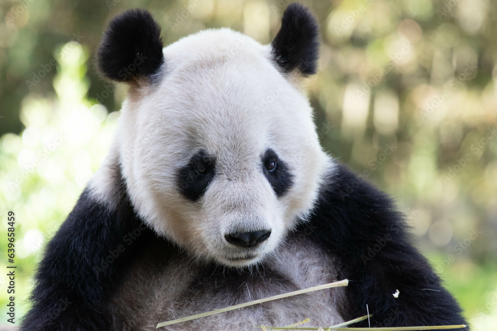 Fototapeta premium Close up Happy Panda in Chengdu Panda Base, china