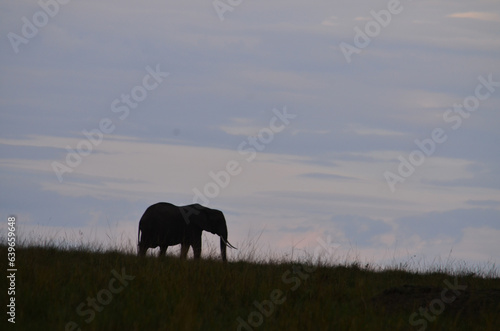 Elephant silhouette in Maasai mara