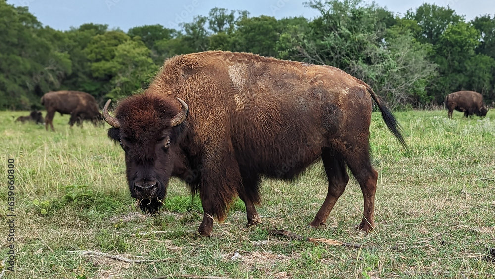 Close Up Bison in Field Eating, Grazing Buffalo Wildlife Photography