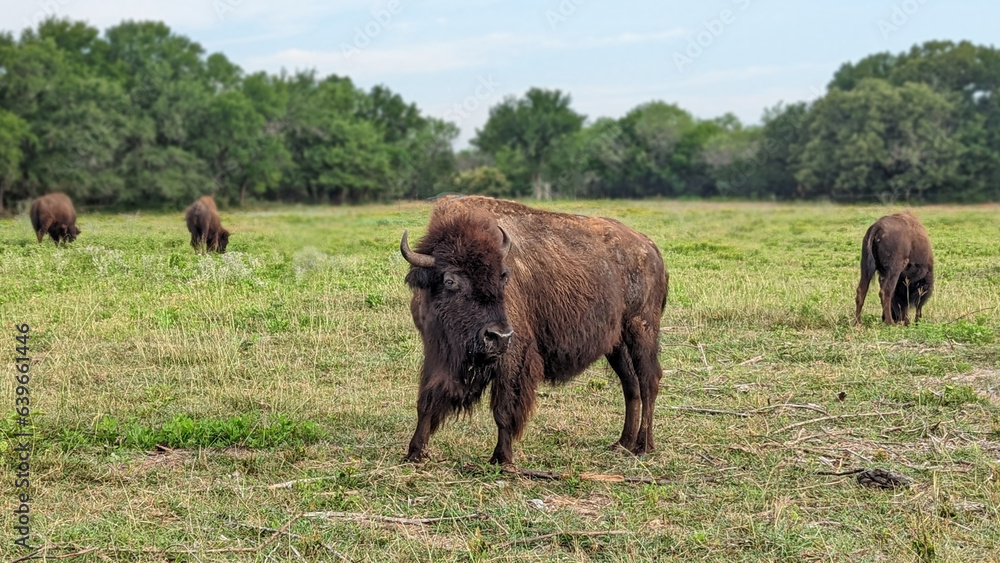 Bison in Field, Wildlife Animal Photography