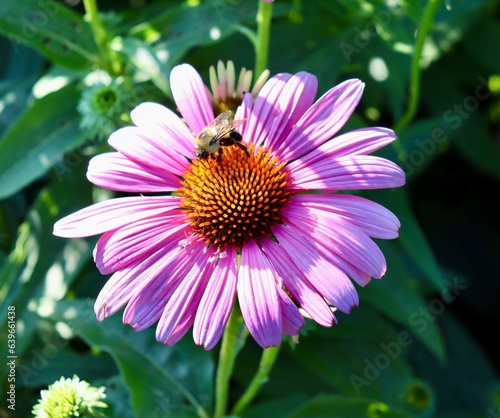 The bee on the pink coneflower in the garden.