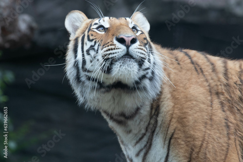 Fototapeta Naklejka Na Ścianę i Meble -  close up Siberian tiger on the yard
