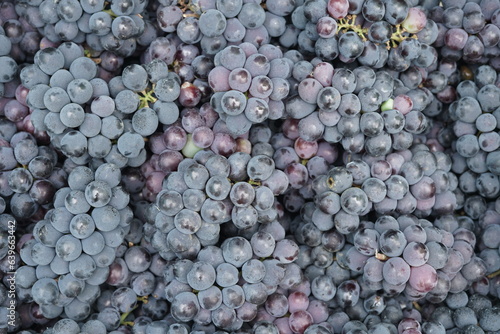 Black grapes full frame view , top view