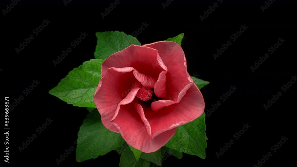 Timelapse of beautiful pink hibiscus flower blooming on a black background, close up Timelapse of beautiful pink hibiscus flower blooming on a black background, close up