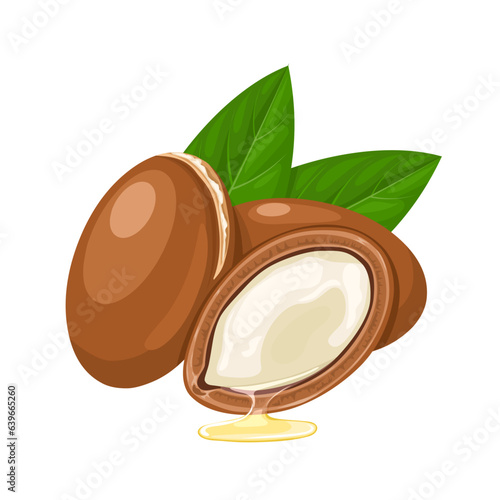 Vector illustration, Sideroxylon spinosum, known as argan, isolated on white background.