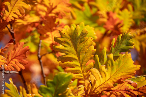 Last autumn oak leaves on a branch.