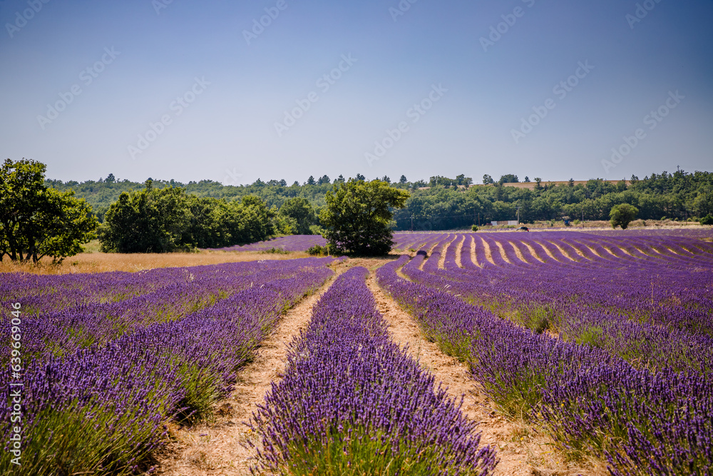 Champs de Lavandes à Sault en Provence Champs de Lavandes à Sault en Provence