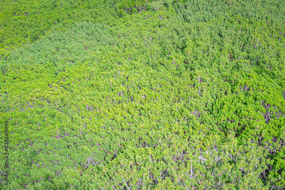 Aerial view of a forest of low pine shrubs (Pinus mugo) in the High Tatra mountains of Slovakia