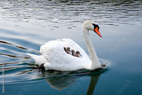 Closeup of a Mute Swan carrying babies at lake Ontario in spring time