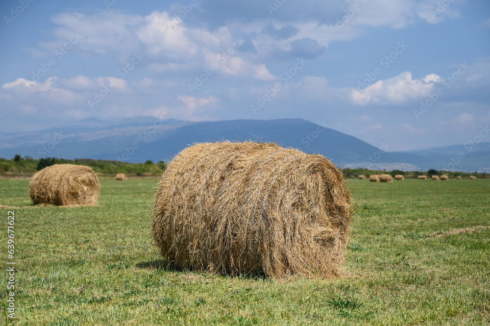 Bales in the field. Hay bales or rolls on agricultural field.