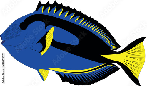 Paracanthurus hepatus blue tang doctor fish, surgeonfish flag tail surgeonfish graphic illustrations Pallet surgeonfish