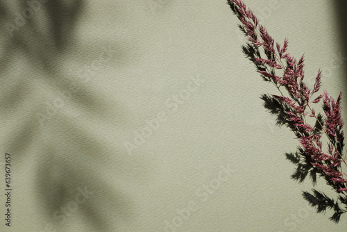 Fotografie Dry pampas grass on green background with shadow