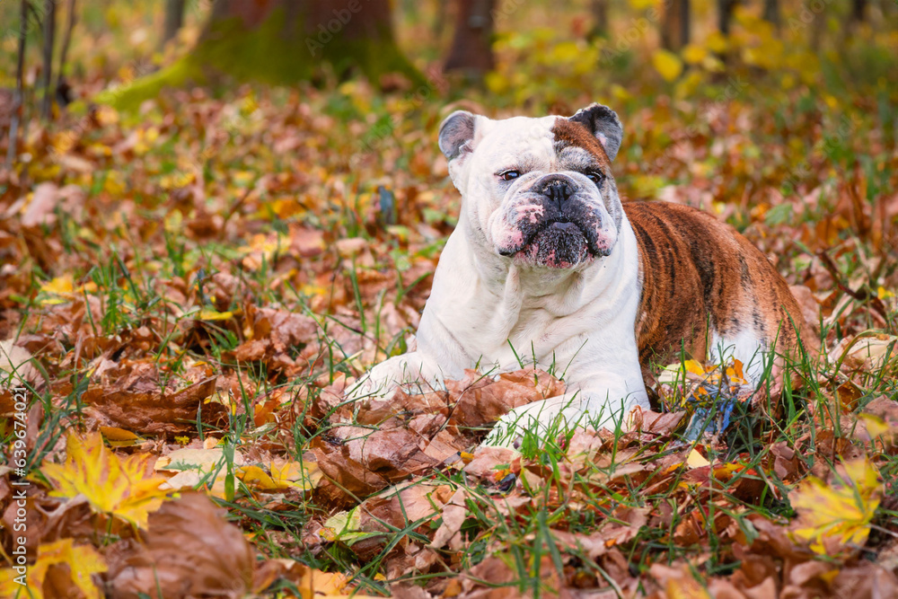 A english bulldog is enjoying a sunny day on autumn