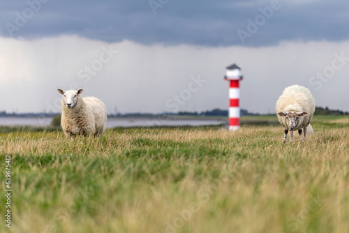 Cuadro en lienzo Sheeps grazing in front of a lighthouse at the flood dike at river Elbe of Gluec